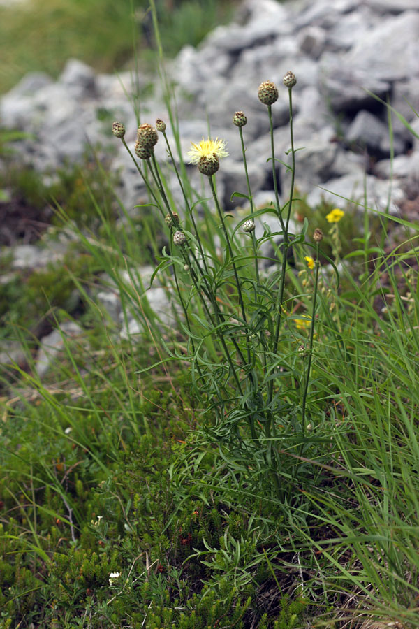 Dvobarvni  glavinec II.
Takole raste dvobarvni glavinec. Bohinj.
Ključne besede: dvobarvni glavinec centaurea dichroantha