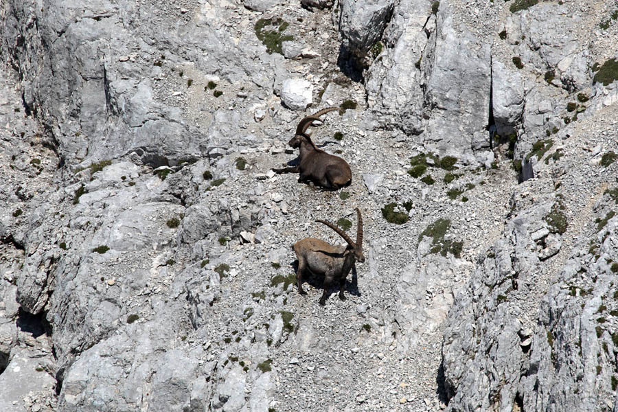 Pod Cmirom
Kozoroga pod Cmirom.
Ključne besede: kozorog capra ibex ibex