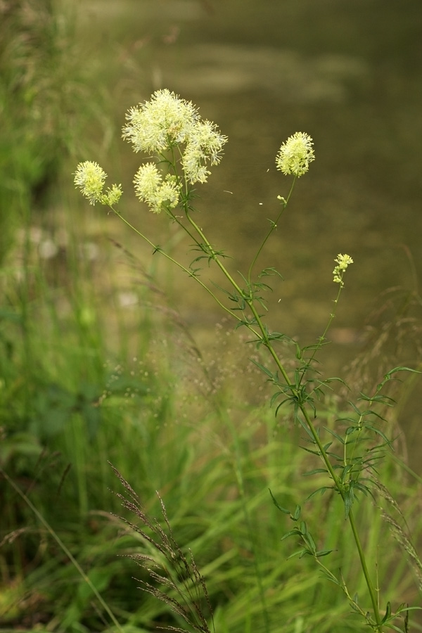 Rumeni talin
Rumeni talin.
Ključne besede: rumeni talin thalictrum flavum