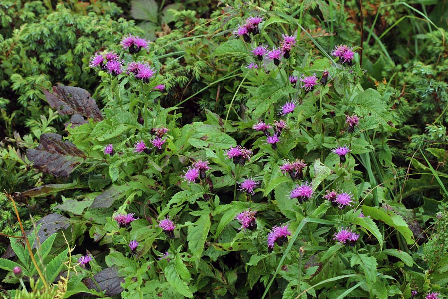 Veleglava mačina
Veleglava mačina na Kozjem hrbtu (proti Liscu).
Ključne besede: veleglava mačina serratula tinctoria macrocephala