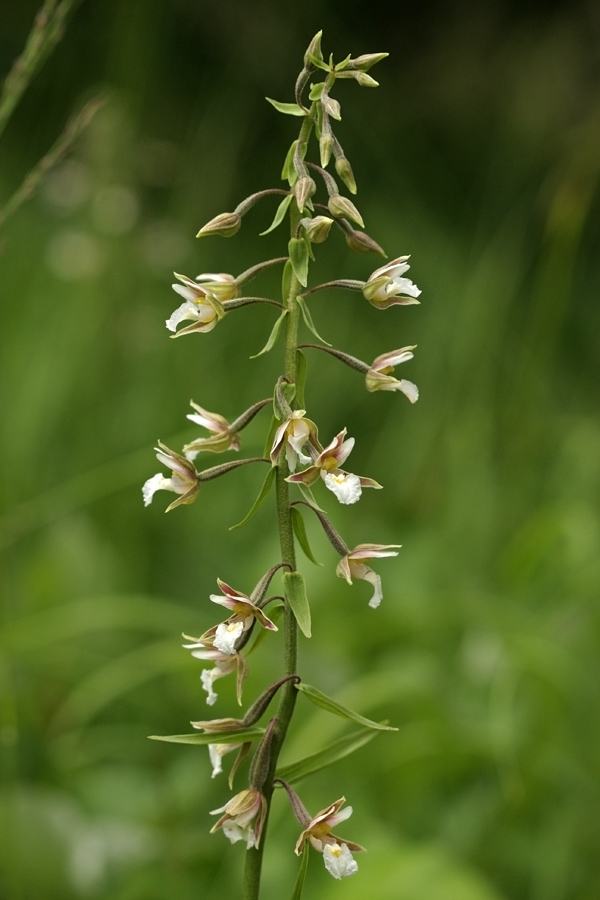 Navadna močvirnica
Navadno močvirnico najdemo povsod po Bohinju.
Ključne besede: navadna močvirnica epipactis palustris