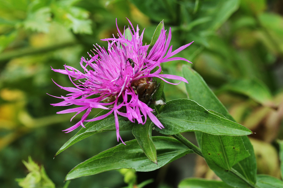 Julijski glavinec
Haynaldov (julijski) glavinec pod Črno prstjo. 
Ključne besede: haynaldov julijski glavinec centaurea haynaldii