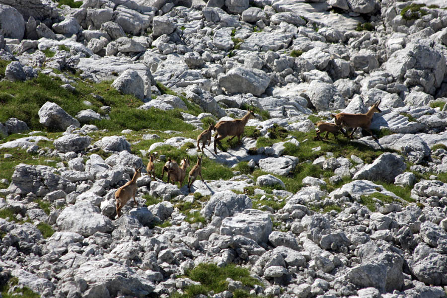 Čreda gamsov
Večinoma mame in mladina se podijo pod Plaskim Voglom. V popolni tišini se topotanje kopit sliši zelo daleč. S pristopa na Plaski Vogel.
Ključne besede: plaski vogel gams rupicapra rupicapra