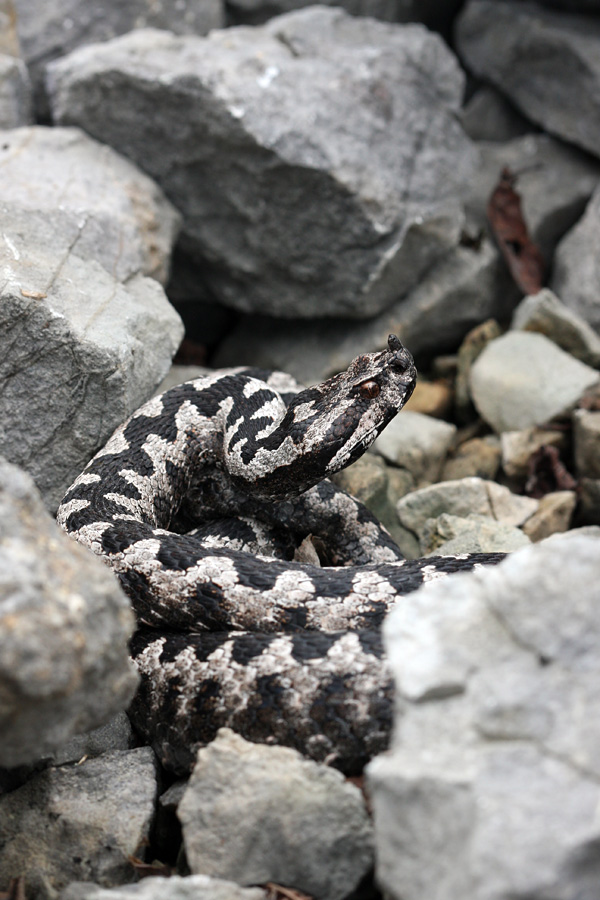 V pozoru
Modras skrit v melišču. V tej pozi je lepo viden rožiček na nosu, ki je značilen za modrase.
Ključne besede: modras vipera ammodytes