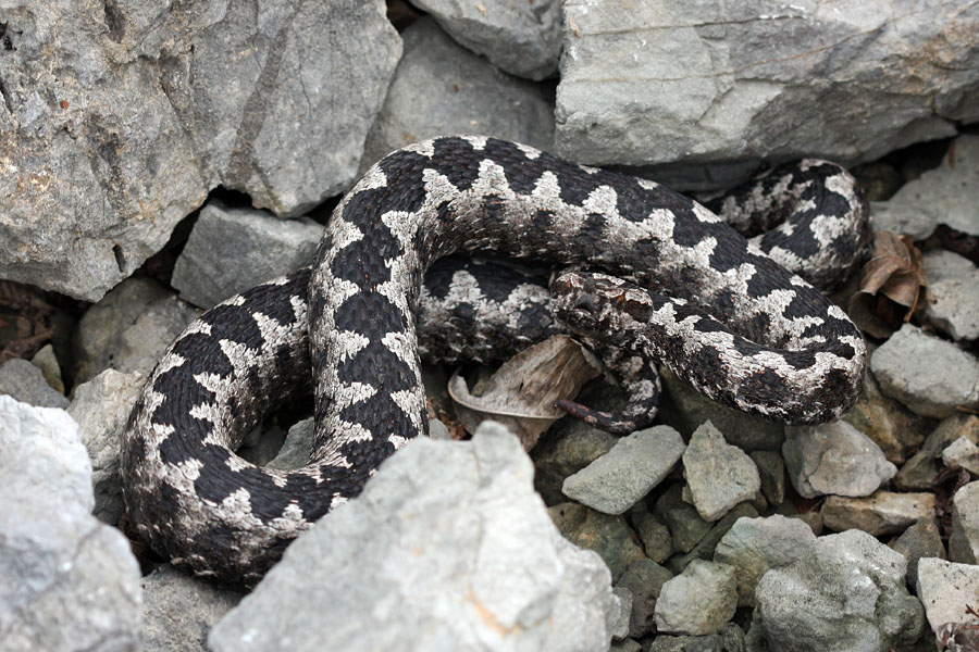 Modras II.
Zanimivo je tudi slišati, kako modras piha. Tu je vidno nekaj rdeče barve na konici repa, kar je tudi značilnost modrasov.
Ključne besede: modras vipera ammodytes