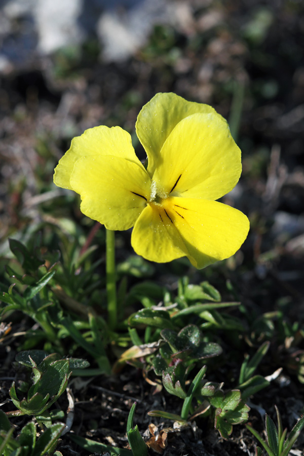 Zoisova vijolica
Zoisova vijolica v Karavankah.
Ključne besede: zoisova vijolica viola zoysii