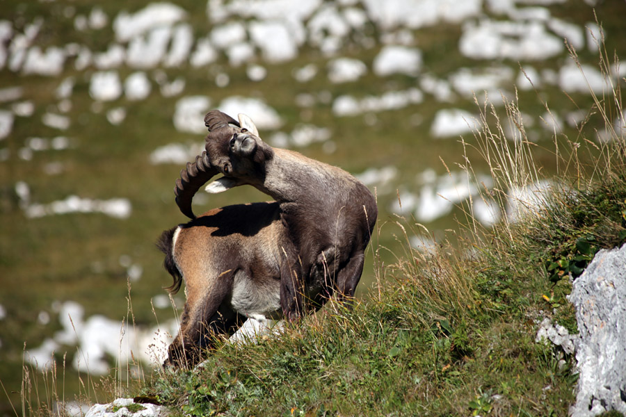 Praskanje
Praskanje po riti :)) Pot proti Škrbini Prednje špranje.
Ključne besede: kozorog capra ibex