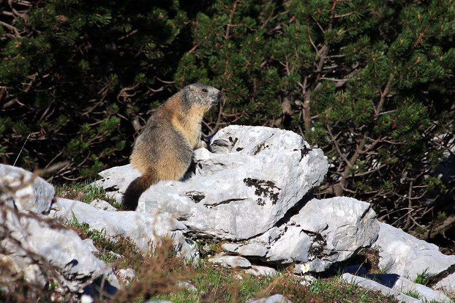 Svizec
Svizec na straži. Triglavska jezera.
Ključne besede: svizec  marmota marmota