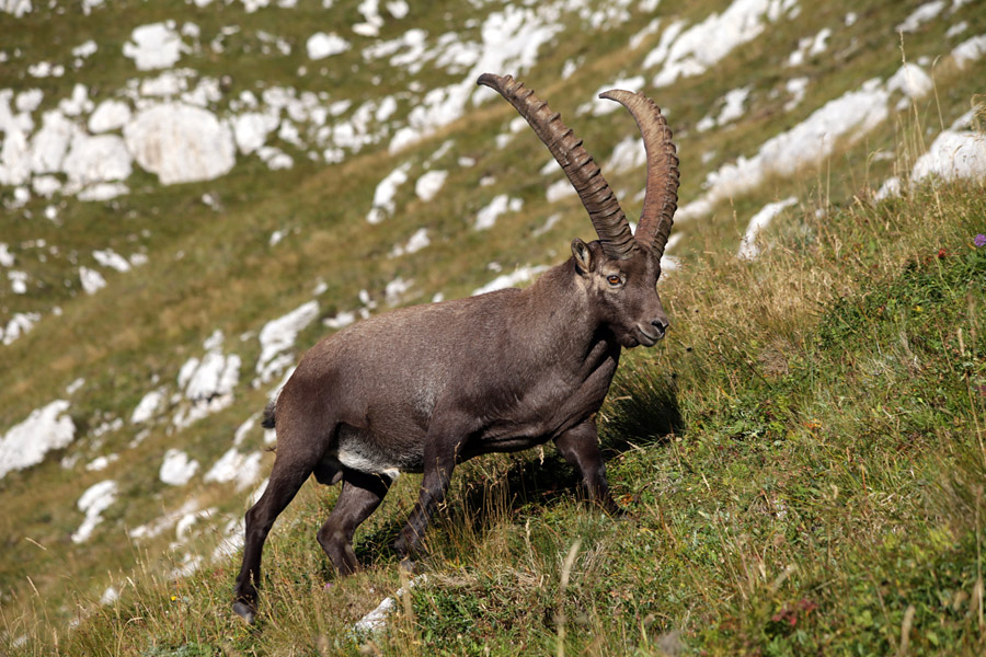 Kozorog
Kozorog na sedlu Scalini.
Ključne besede: kozorog capra ibex