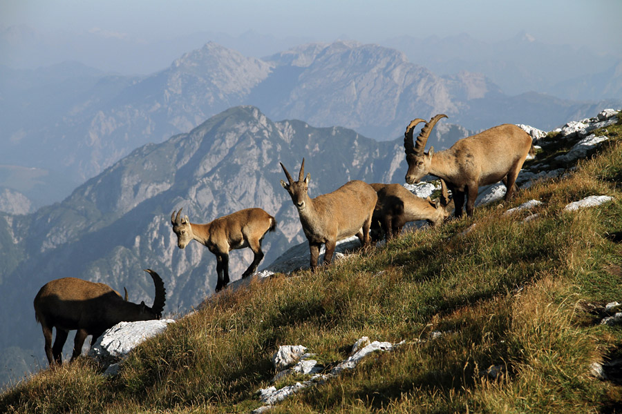 Jutranja paša
Na sedlu Forca de la Viene pod Strmo pečjo.
Ključne besede: kozorog capra ibex ibex