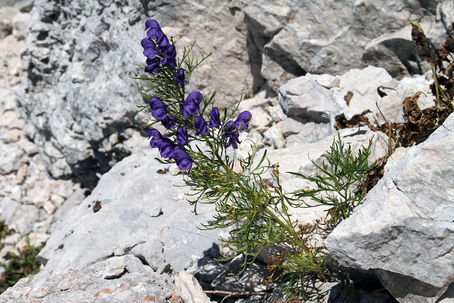 Ozkolistna preobjeda
Ozkolistna preobjeda je ena zadnje cvetočih rož pod Podrto goro.
Ključne besede: ozkolistna preobjeda aconitum angustifolium