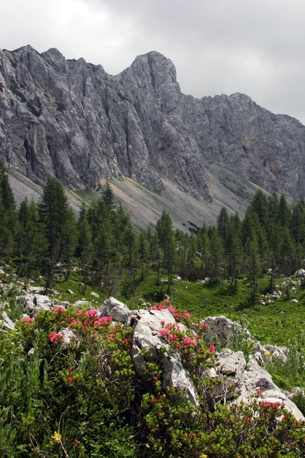 Velika Tičarica
Velika Tičarica s travnika Pri Utah.
Ključne besede: velika tičarica pri utah