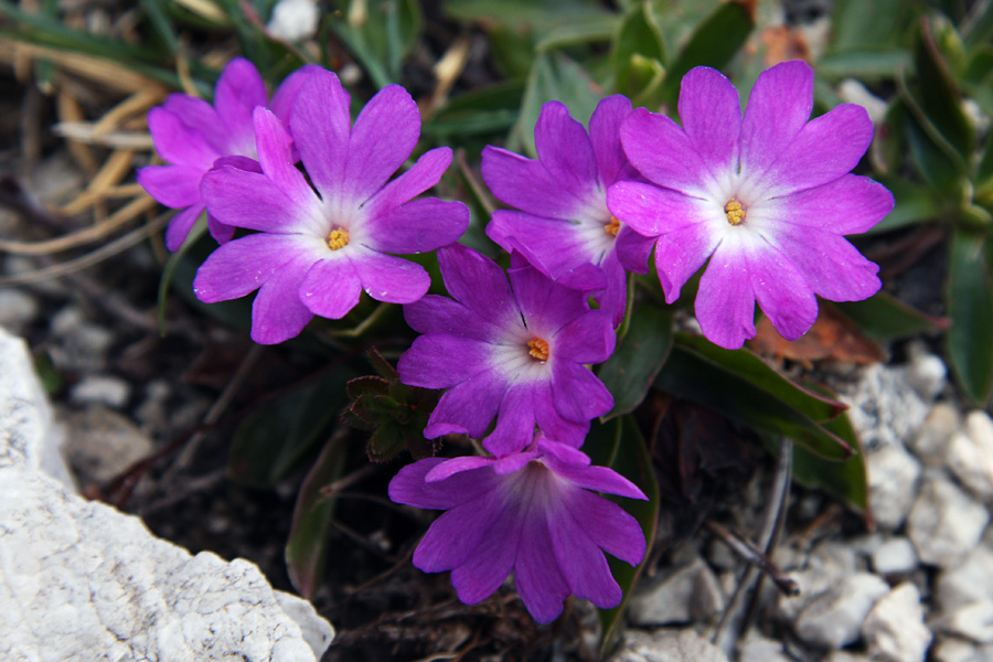 Okras planine Poljana II.
Na planini Poljani so zrasli prvi wulfenovi jegliči.
Ključne besede: wulfenov  jeglič  primula  wulfeniana