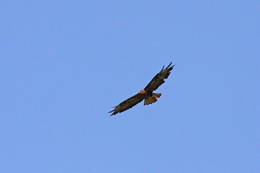 Kanja
Kroženje kanje.
Ključne besede: kanja buteo buteo