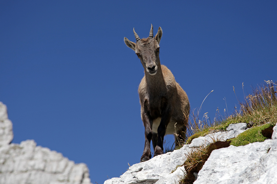 Radovednež II.
Mladi kozorog pod Špikom Hude police.
Ključne besede: kozorog capra ibex