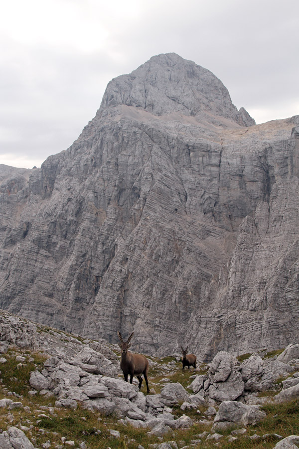 Triglav s kozorogi
Pod Pihavcem. Kozorogi s Triglavom.
Ključne besede: triglav kozorog capra ibex