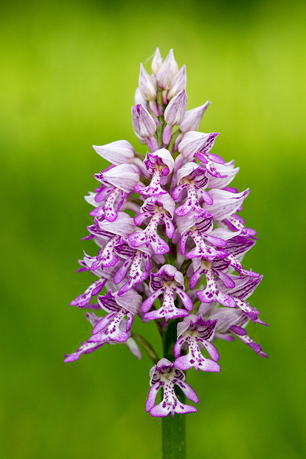 Čeladasta kukavica
Čeladasta kukavica.
Ključne besede: čeladasta kukavica orchis militaris