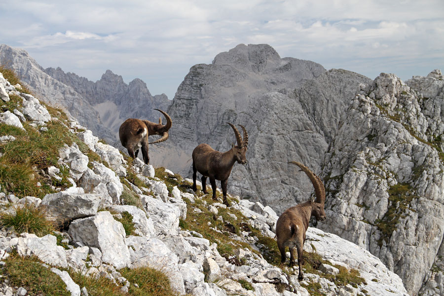 Pod Pihavcem I.
Kozorogi pod vrhom Pihavca. Zadaj se vidi Stenar.
Ključne besede: pihavec stenar kozorog capra ibex