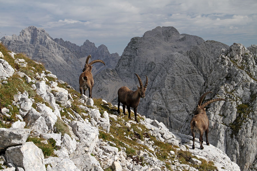 Pod Pihavcem II.
Kozorogi pod Pihavcem. Zadaj se vidi Škrlatica in Stenar.
Ključne besede: pihavec škrlatica stenar kozorog capra ibex