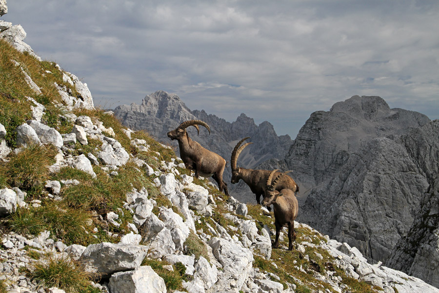 Pod Pihavcem III.
Kozorogi pod Pihavcem. Zadaj so Škrlatica, Rokavi in Stenar.
Ključne besede: pihavec škrlatica rokavi stenar kozorog capra ibex