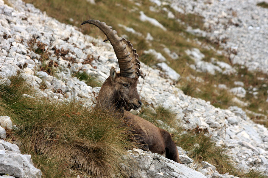 Pri počitku I.
Kozorog pri počitku.
Ključne besede: kozorog capra ibex ibex