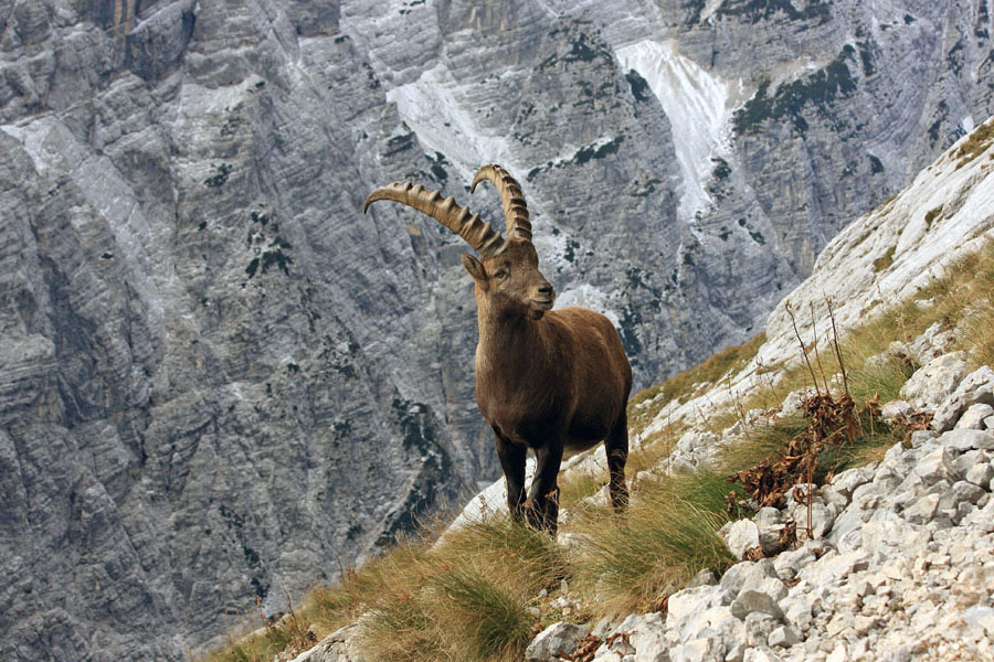 Kozorog II.
Strmine pod Bovškim Gamsovcem.
Ključne besede: kozorog capra ibex ibex