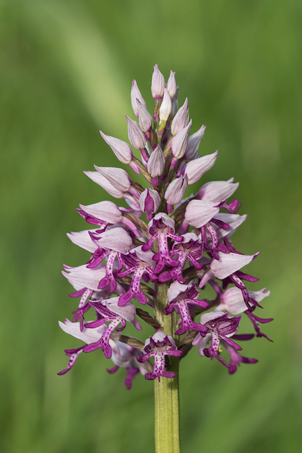 Čeladasta kukavica
Čeladasta kukavica.
Ključne besede: čeladasta kukavica orchis militaris