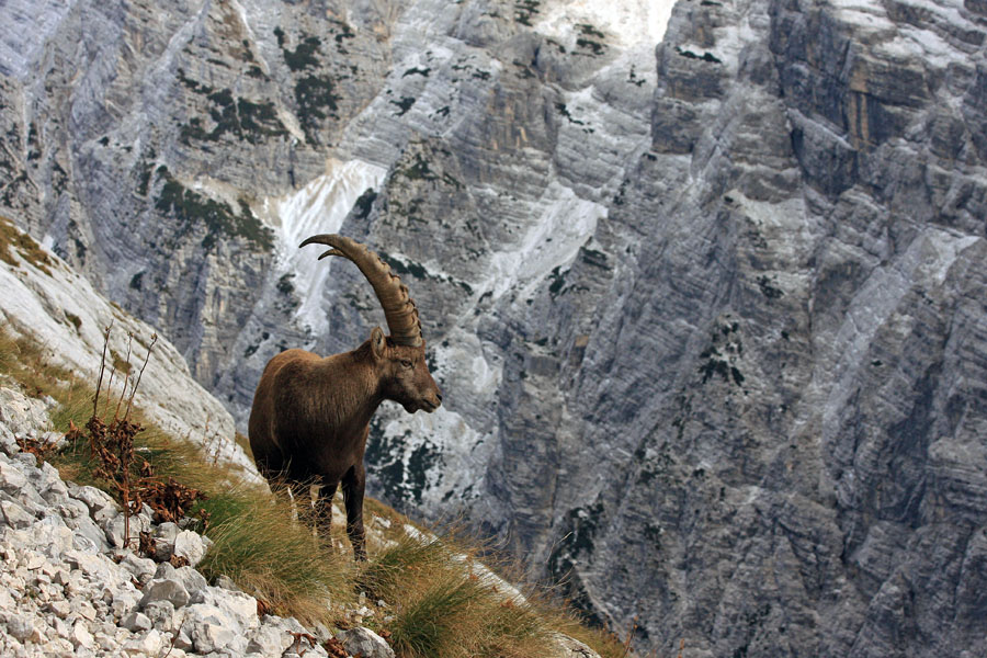 Na strminah
Kozorog v strminah pod Bavškim Gamsovcem.
Ključne besede: kozorog capra ibex ibex