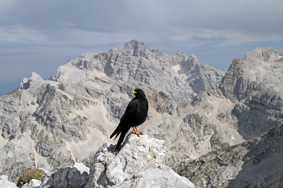 Dej me slikej ...
Prijazna kavka na Pihavcu. Za ozadje sva izbrala Škrlatico.
Ključne besede: škrlatica planinska kavka pyrrhocorax graculus