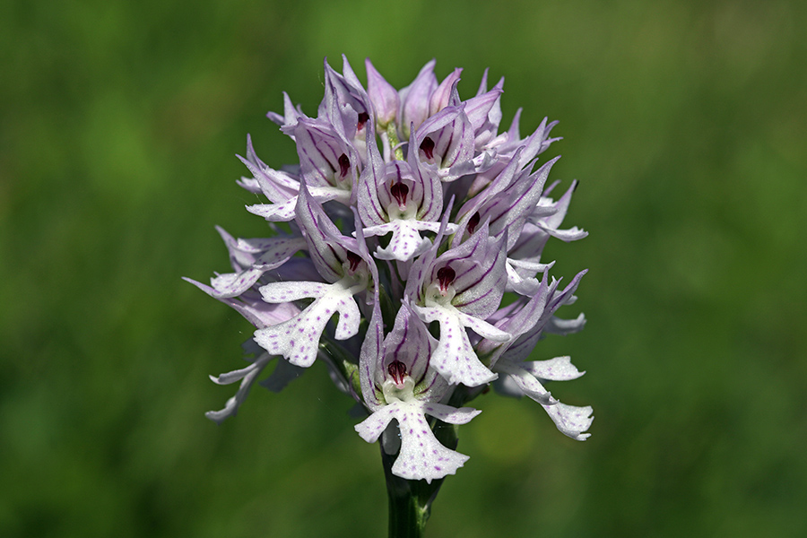 Trizoba kukavica
Trizoba kukavica.
Ključne besede: trizoba kukavica orchis tridentata