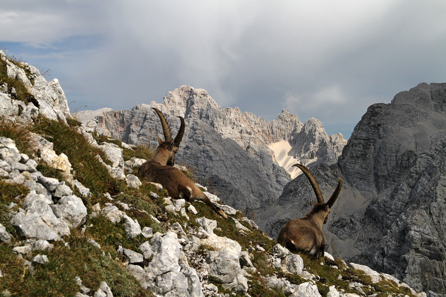 Pri počitku II.
Kozoroga pri počitku. Zadaj se vidijo Škrlatica, Rokavi in del Stenarja.
Ključne besede: kozorog capra ibex škrlatica stenar rokavi pihavec