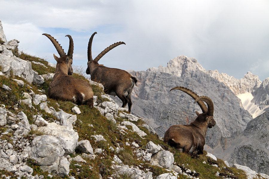 Pri počitku III.
Kozorogi pod vrhom Pihavca.
Ključne besede: pihavec kozorog capra ibex