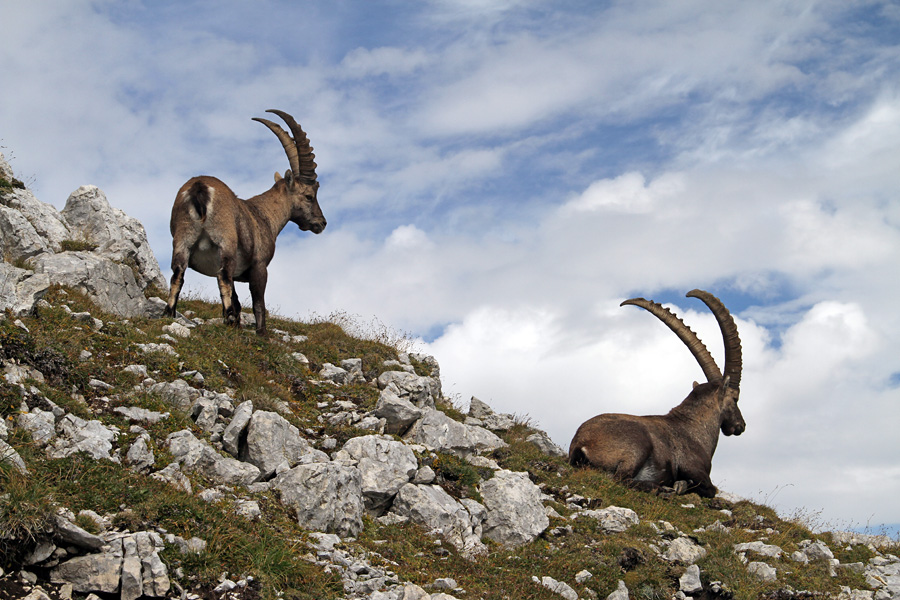 Pri počitku IV.
Kozoroga pod Pihavcem.
Ključne besede: pihavec kozorog capra ibex