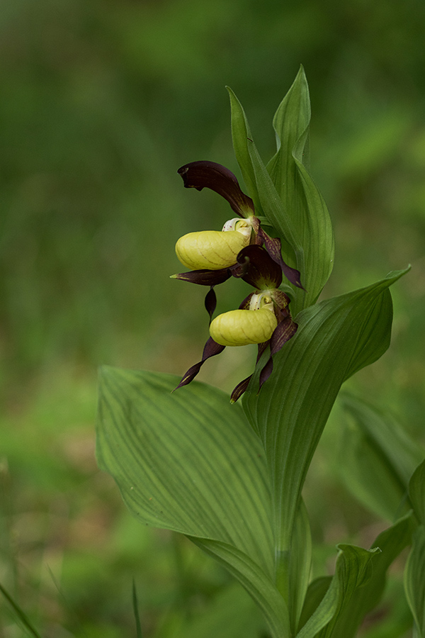 Lepi čeveljc
Lepi čeveljc.
Ključne besede: lepi čeveljc cypripedium calceolus