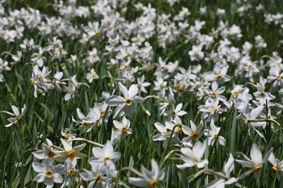 Narcise
Nad Javorniškim rovtom.
Ključne besede: narcisa narcissus poeticus ssp. radiiflorus