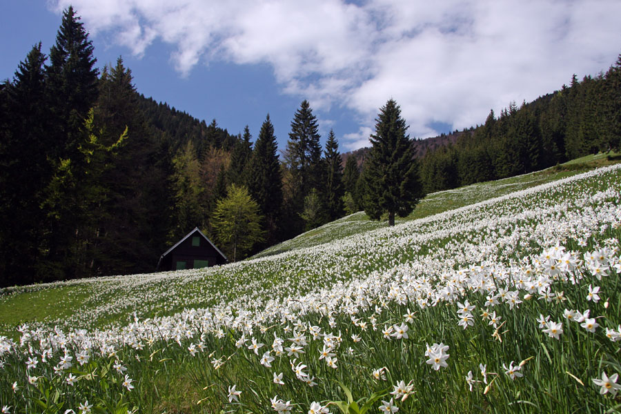 Nad Javorniškim rovtom II.
Narcise nad Javorniškim rovtom.
Ključne besede: narcisa narcissus poeticus ssp. radiiflorus