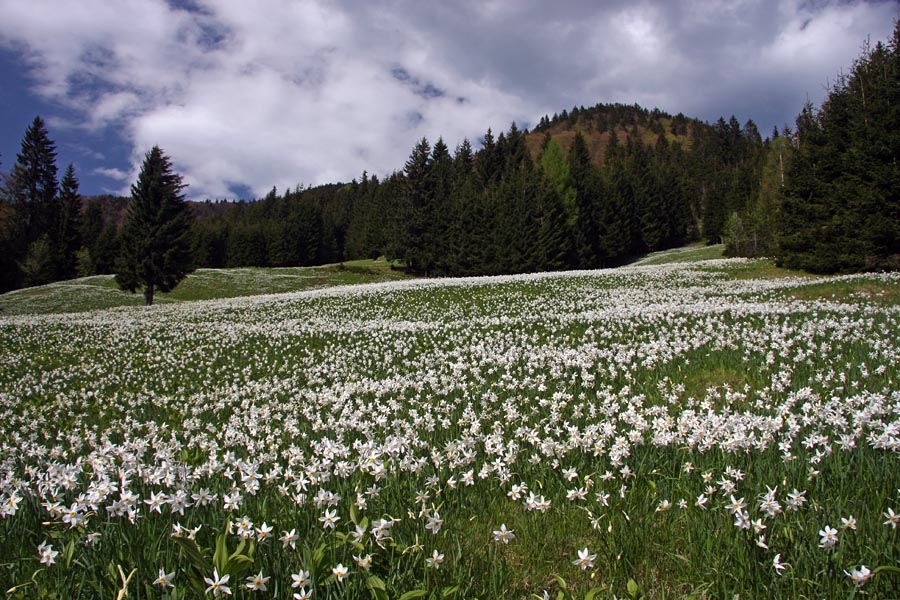 Nad javorniškim rovtom I.
Narcise nad Javorniškim rovtom
Ključne besede: narcisa narcissus poeticus ssp. radiiflorus