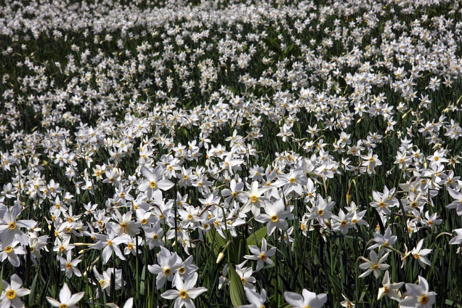 Narcise
Narcise nad Javorniškim rovtom.
Ključne besede: narcisa narcissus poeticus ssp. radiiflorus