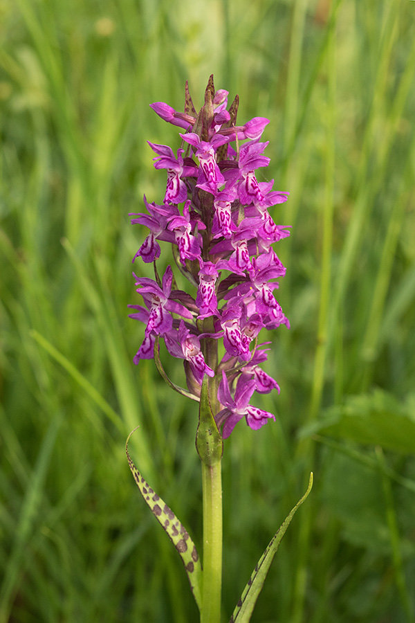 Majska prstasta kukavica
Majska prstasta kukavica.
Ključne besede: majska prstasta kukavica dactylorhiza majalis