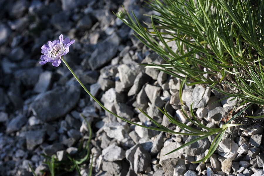 Travnolistni  grintavec II.
Travnolistni grintavec.
Ključne besede: travnolistni grintavec scabiosa graminifolia