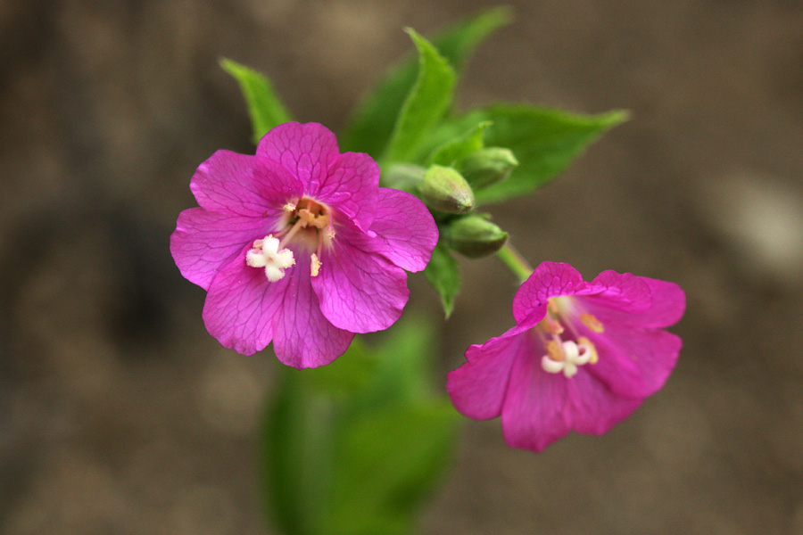 Dlakavi  vrbovec
Dlakavi vrbovec. 
Ključne besede: dlakavi vrbovec epilobium hirsutum