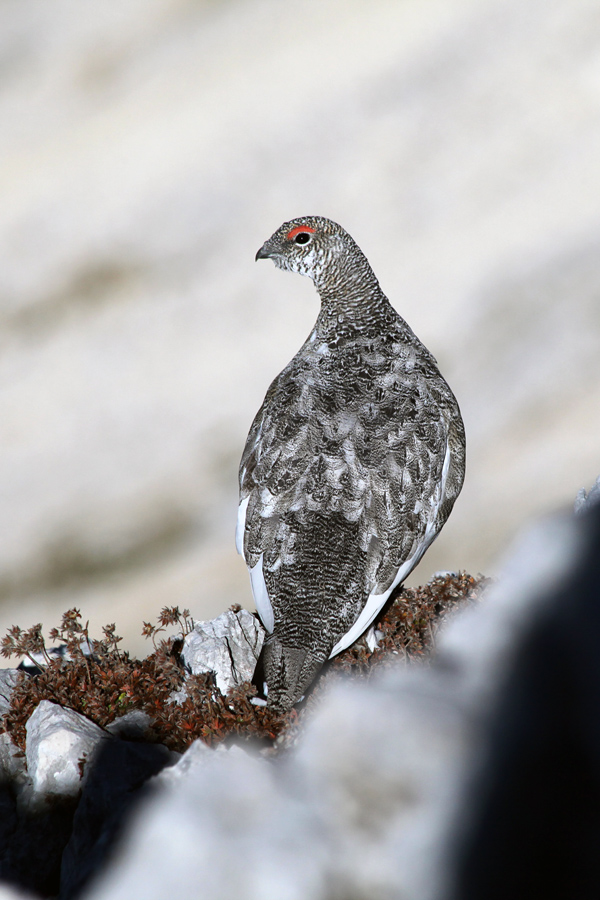 Belka
Mladi samček pod Stenarjem.
Ključne besede: belka lagopus muta