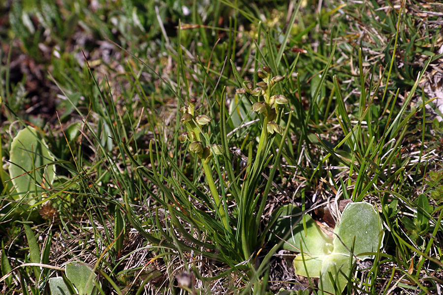 Alpska cepetuljka
Presenetilo nas je tudi že cvetenje alpskih cepetuljk.
Ključne besede: alpska cepetuljka chamorchis alpina