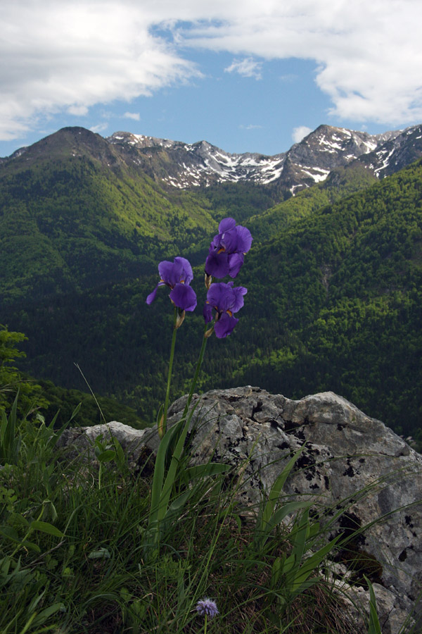 Bohinjske perunike
S pogledom na južne Bohinjske gore.
Ključne besede: bohinjska perunika iris cengialti vochinensis