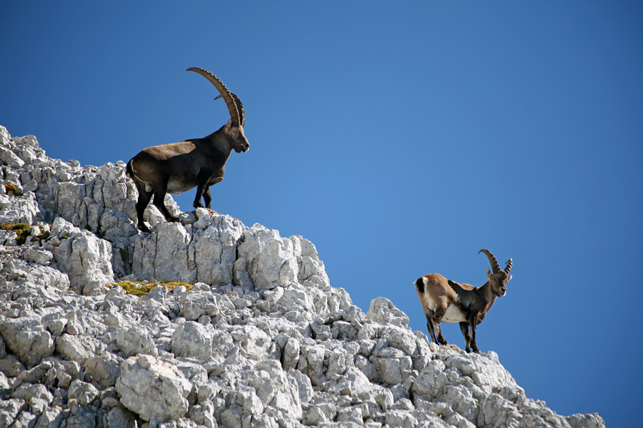 Mlado in staro
Kozoroga pod vrhom Stenarja.
Ključne besede: 	kozorog capra ibex ibex