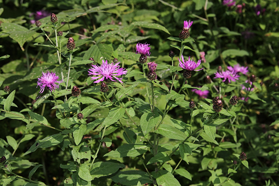 Kranjski glavinec
Kranjski glavinec.
Ključne besede: kranjski glavinec centaurea carniolica