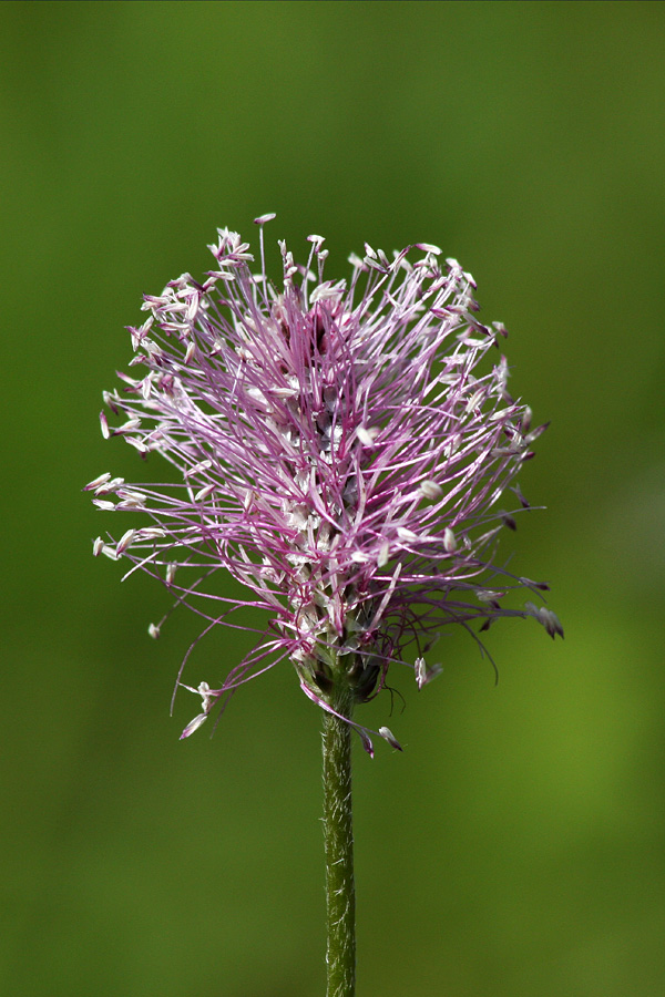 Srednji trpotec
Srednji trpotec.
Ključne besede: srednji trpotec plantago media ovnič