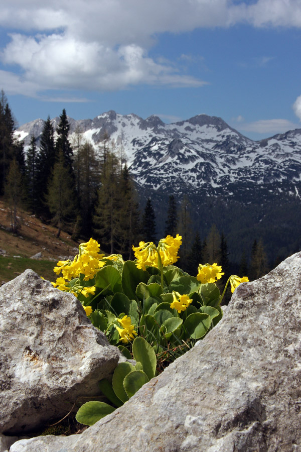 Šop avriklja
Šop avriklja na planini Viševnik.
Ključne besede: planina viševnik primula  auricula  avrikelj  lepi  jeglič