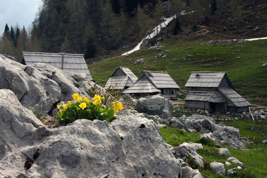 Planina Viševnik
Planina Viševnik s šopkom avriklja.
Ključne besede: planina viševnik primula  auricula  avrikelj  lepi  jeglič