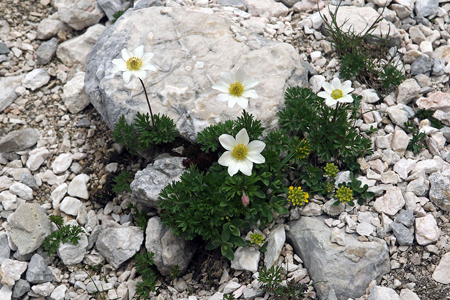 Mala vetrnica
Mala vetrnica
Ključne besede: mala vetrnica anemone baldensis